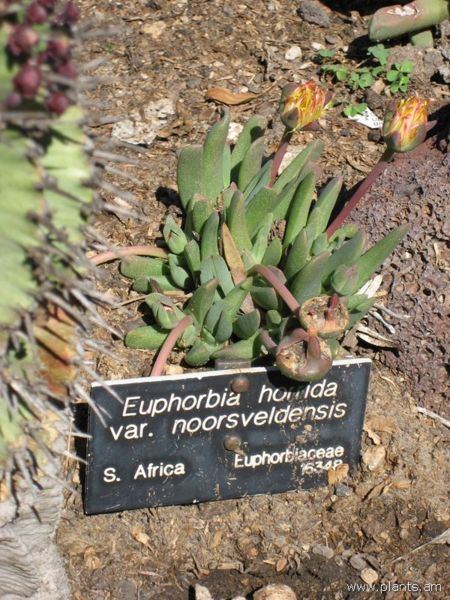File:Euphorbia horrida-var. noorsveldensis-IMG 0319 hunt07.jpg