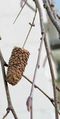 Betula pendula, fruit with seed