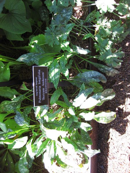 File:IMG 0202 nybg09.jpg