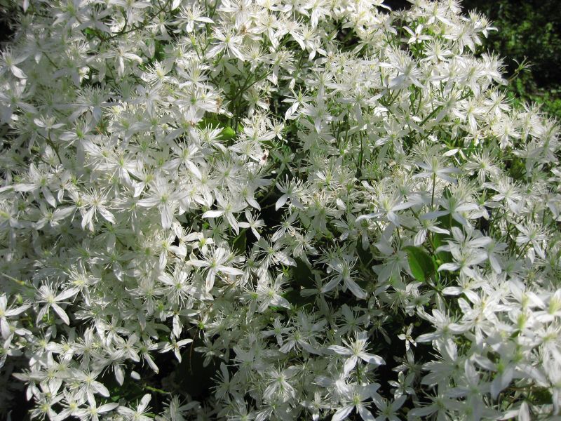 File:IMG 0237 nybg09.jpg