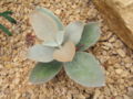 Thumbnail for version as of 04:38, 15 April 2007