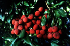 Litchi chinensis leaves and fruit