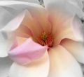 Magnolia 'Jane'