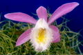 Thumbnail for version as of 10:07, 23 July 2007