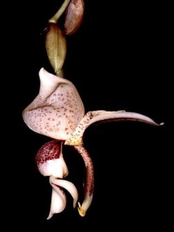 Stanhopea insignis