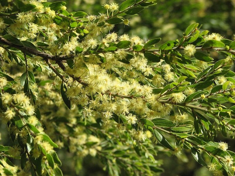 File:1024px-Acacia howittii.jpg