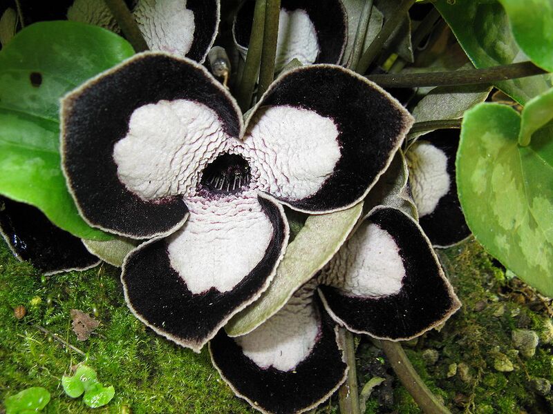 File:1024px-Asarum maximum2.jpg