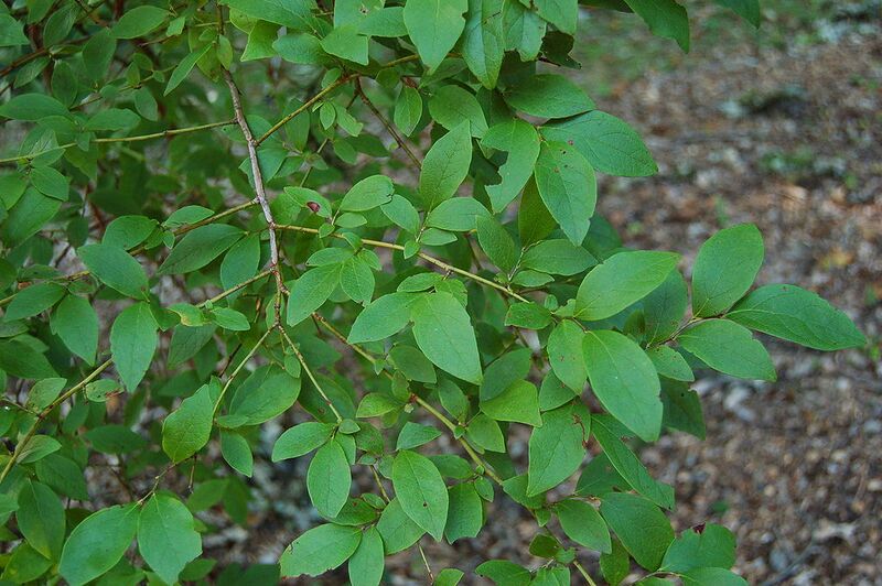 File:1024px-Highbush Blueberry Vaccinium corymbosum Branch 3008px.jpg