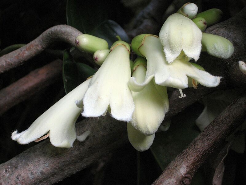 File:1024px-TecomantheSpeciosa2757.jpg