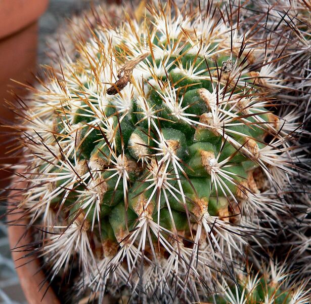 File:1050px-Gymnocactus horripilus 2.jpg