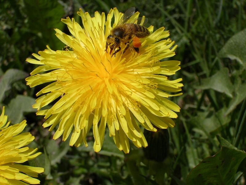 File:1280px-Bee on dandelion.JPG
