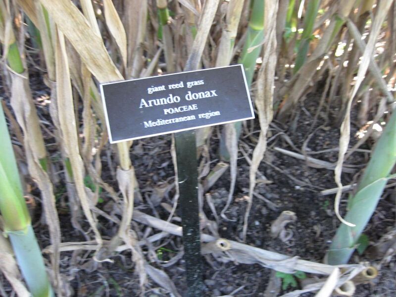 File:1280px-IMG 0433 nybg09.jpg