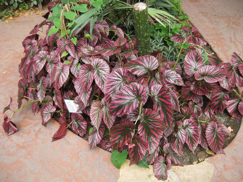 File:1280px-IMG 1751 hunt09oct.jpg