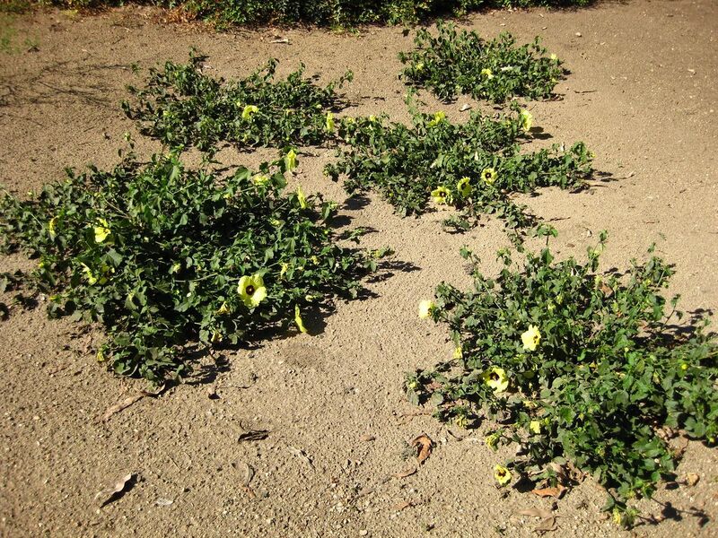 File:1280px-IMG 2085 hunt09oct.jpg