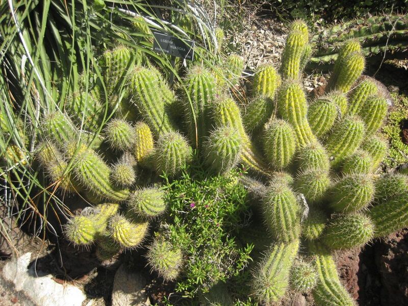 File:1280px-IMG 2449 hunt0903.jpg