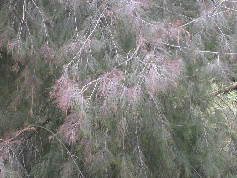 File:1280px-IMG 4680 hunt0904.jpg