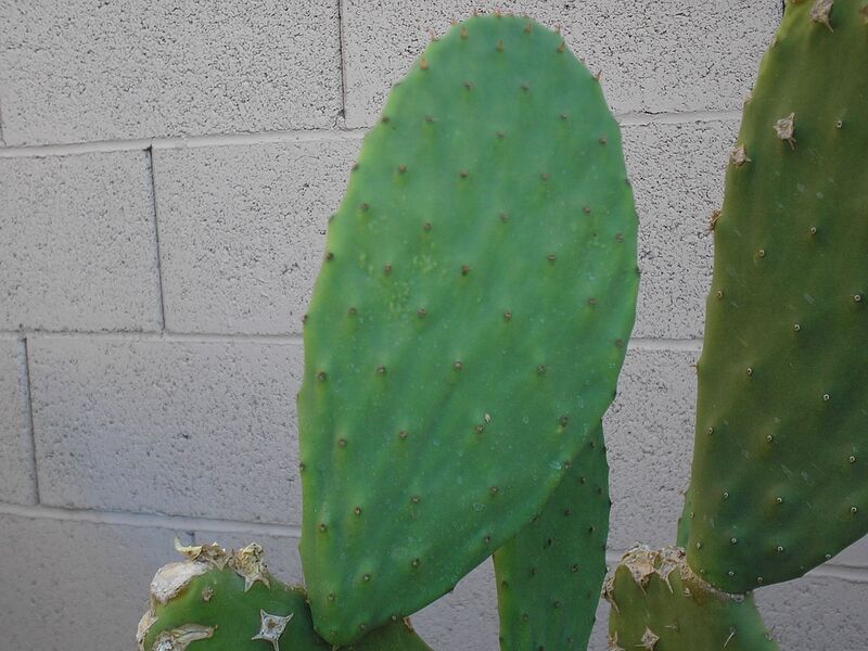 File:1280px-Prickly Pear 5.JPG