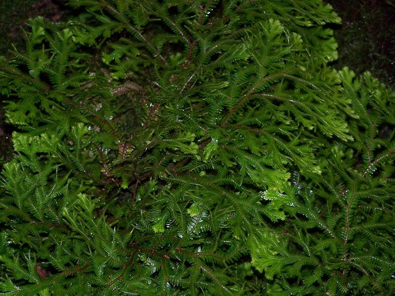 File:1280px-Selaginella martensii.jpg