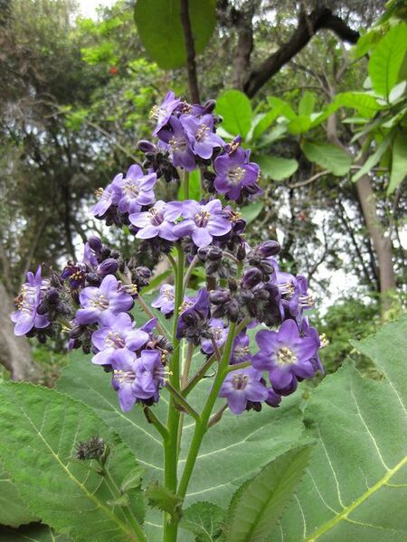 File:576px-IMG 5004 hunt0904.jpg