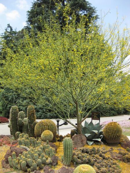 File:576px-IMG 7389 hunt09jun.jpg