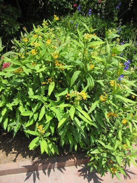 File:576px-IMG 7636 hunt09jun.jpg