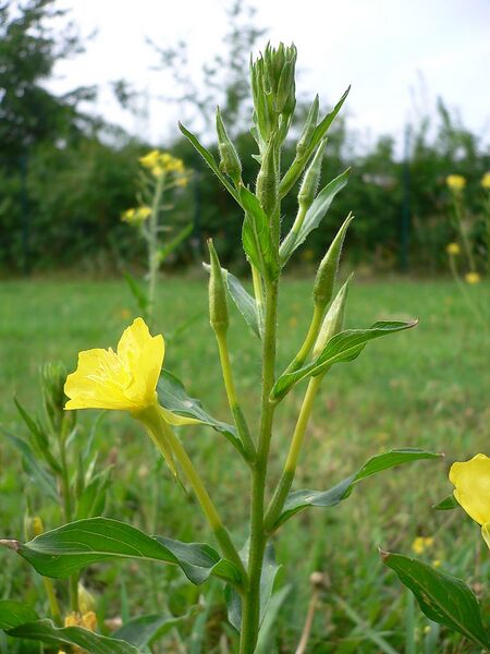 File:768px-Oenothera biennis 20050825 945.jpg