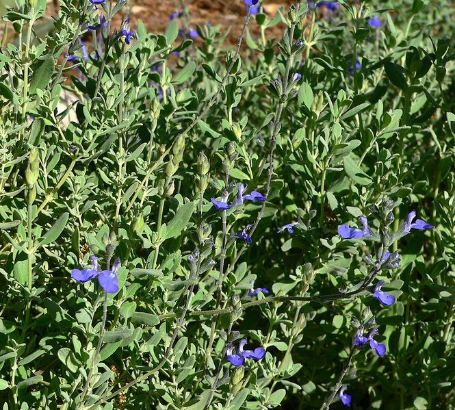 File:852px-Salvia chamaedryoides 3.jpg