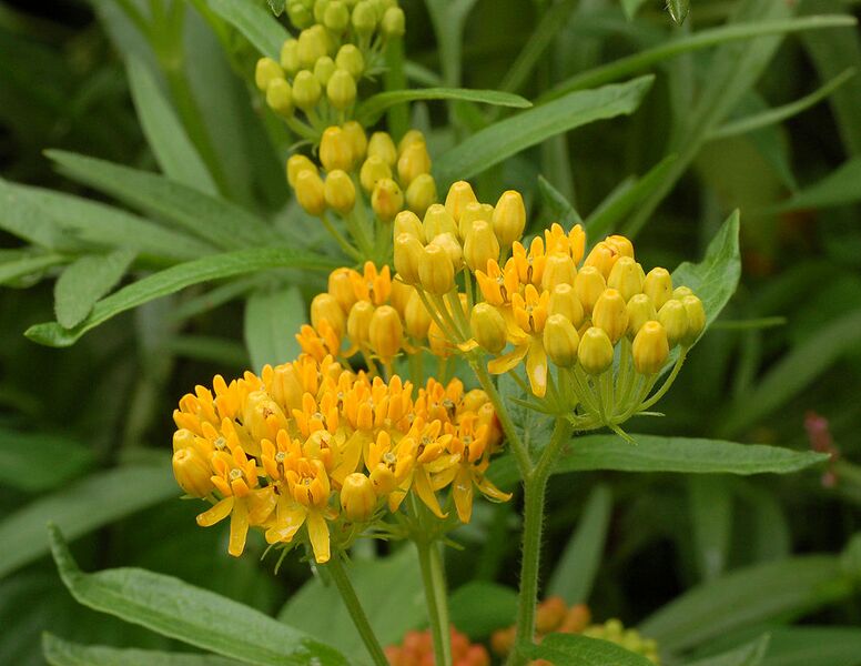 File:994px-Butterfly Weed Asclepias tuberosa Yellow.jpg