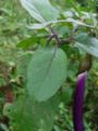 Purple eggplants