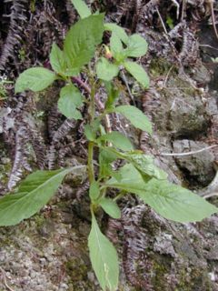 Crassocephalum crepidioides