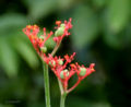Flowers at Kolkata, West Bengal, India