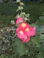 A pink flowered hollyhock