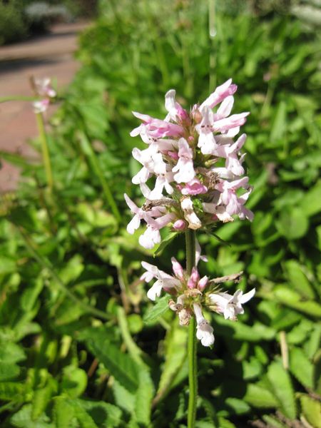 File:IMG 1869 hunt09oct.jpg