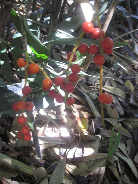 File:IMG 2049 hunt0903.jpg