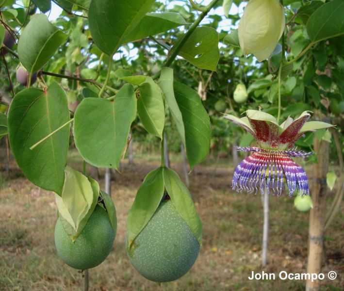File:Maliformis.jpg
