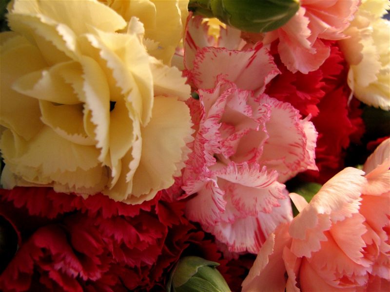 File:Mini Carnations-2826.jpg