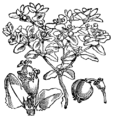 Thumbnail for version as of 10:16, 29 April 2025