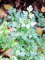 Flat Parsley