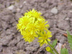 Inflorescences of Solidago virgaurea minuta