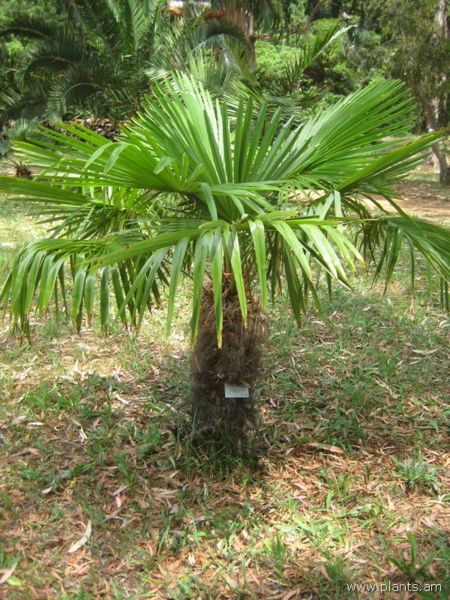 File:Trachycarpus excelsa-IMG 3026 lokrun.jpg