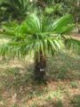 trachycarpus excelsa