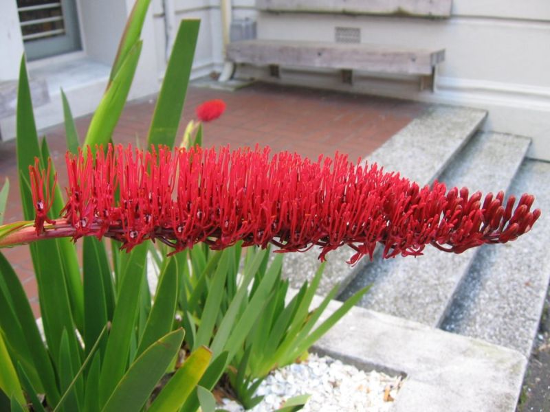 File:Xeronema.jpg