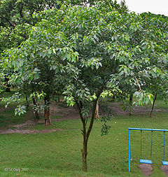 Young tree
