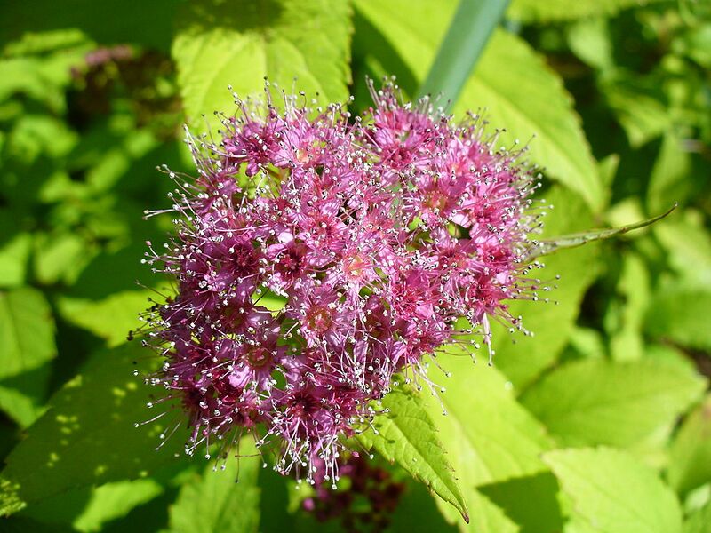 File:1024px-Beautifulflowers8.jpg
