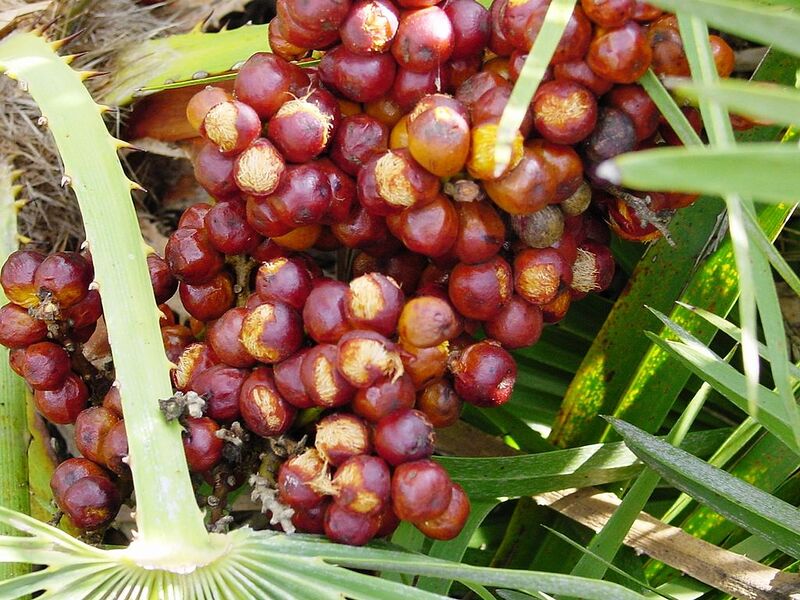 File:1024px-Chamaerops humilis (Zingaro)021.jpg