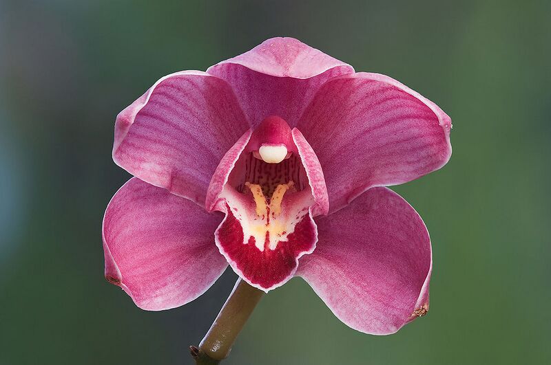 File:1024px-Cymbidium Clarisse Best Pink.jpg