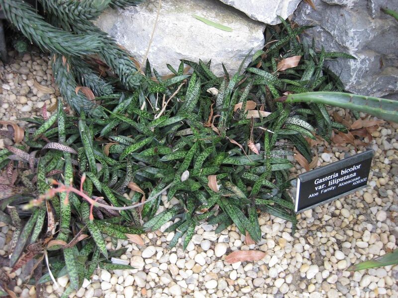 File:1280px-IMG 1266 bbg09.jpg