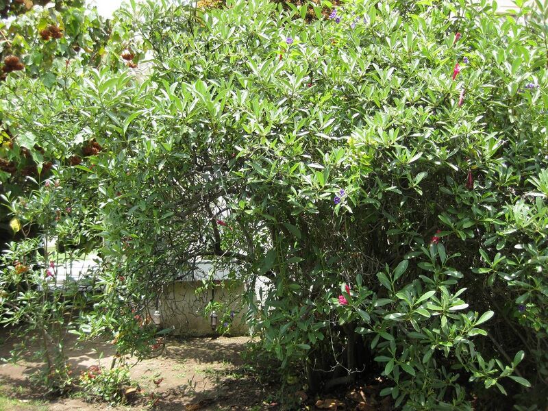 File:1280px-IMG 7519 hunt09jun.jpg