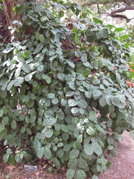 File:576px-IMG 5116 hunt0904.jpg