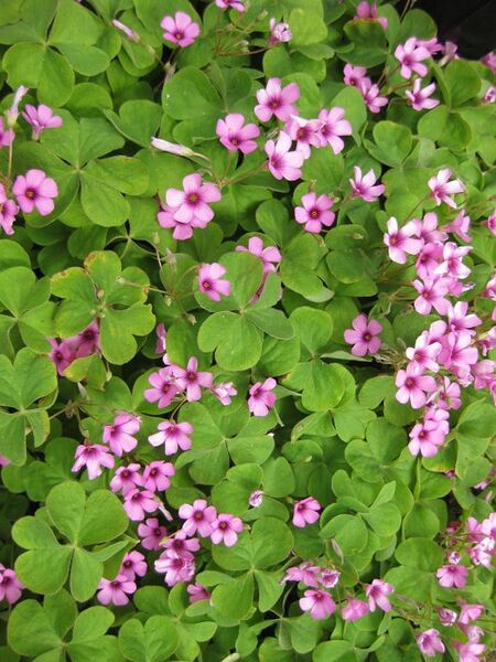 File:576px-IMG 5198 hunt0904.jpg